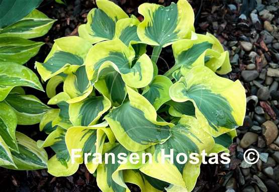 Hosta Mini Skirt